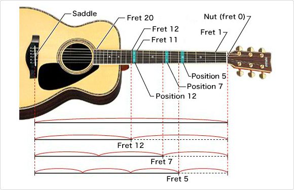 The relationship between where the string is pressed and its pitch